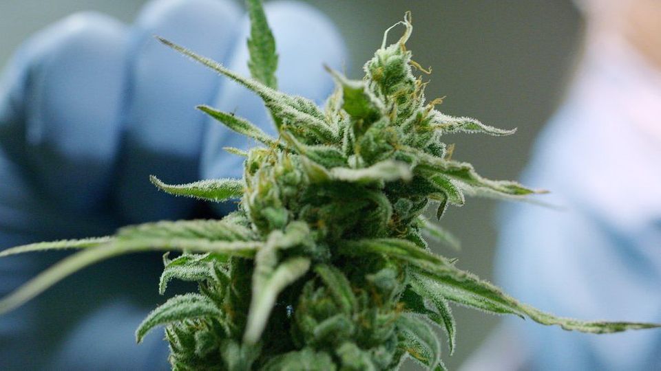 Erstaunliche Studie: Schützt Cannabis vor Corona?