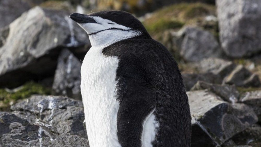 Pinguine machen mehr als 10.000 Nickerchen am Tag