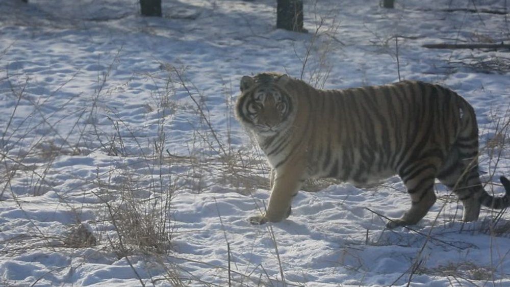 Gefährliche Szenen: Video zeigt Tiger-Attacke in China