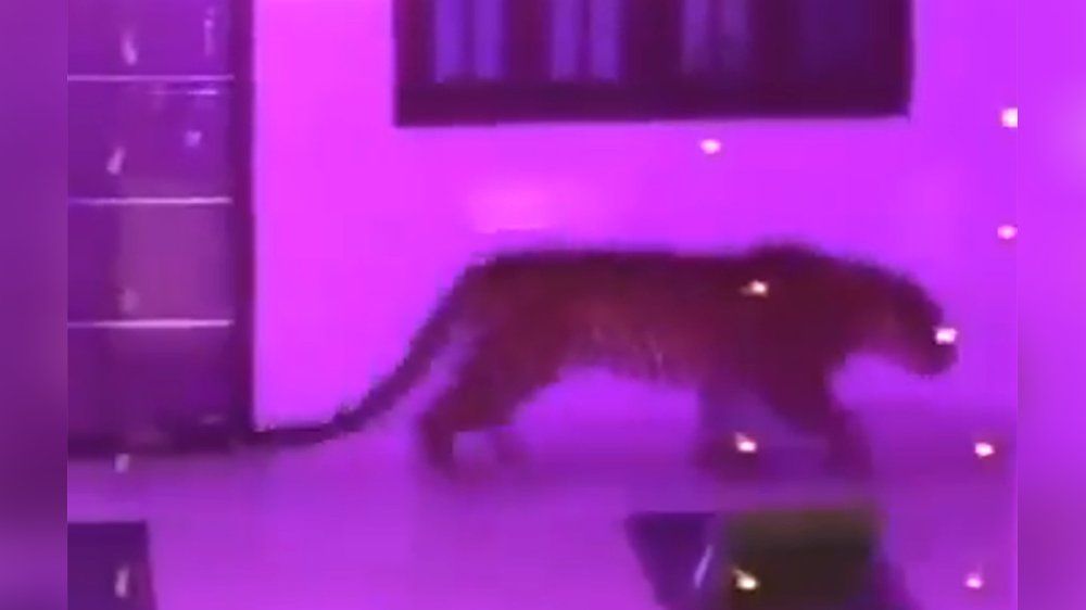 Leopard löst Massenpanik auf Hochzeit aus