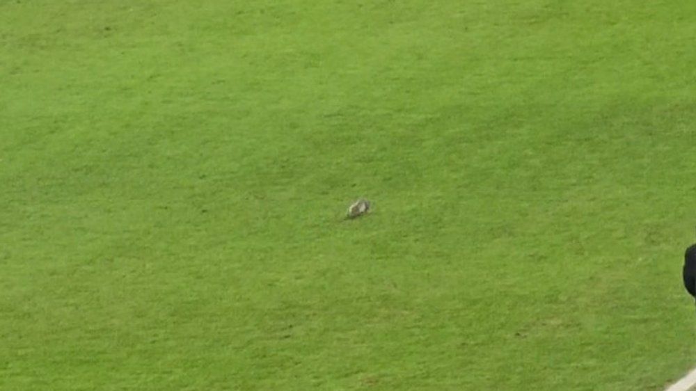 Eichhörnchen wirbelt Fußballspiel auf - und dann fällt das Tor!