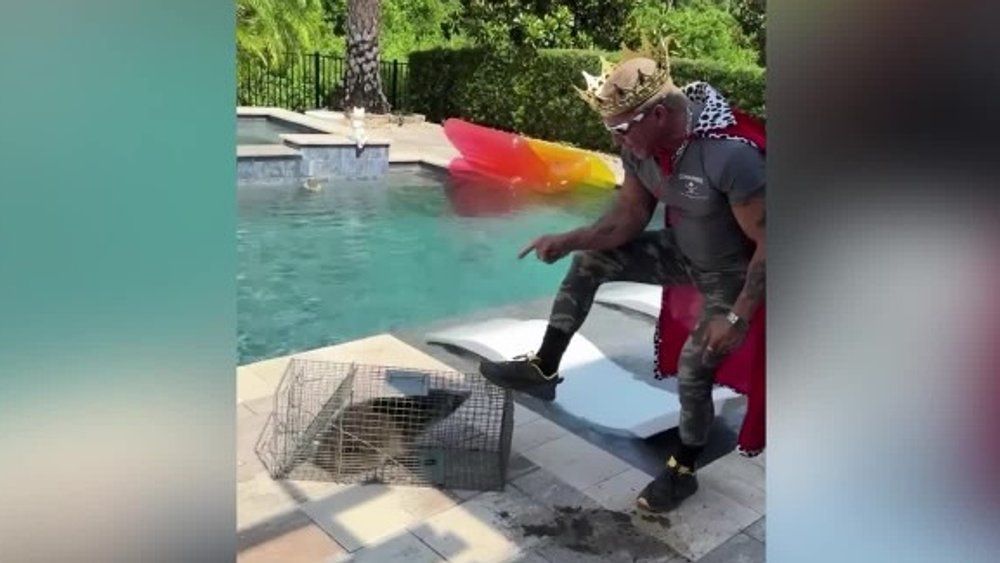 Video: Waschbär verrichtet sein Geschäft in Pool von Wrestling-Star