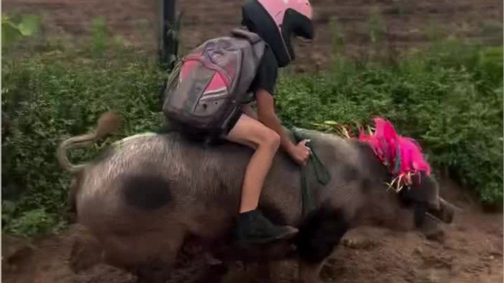Video: Junge reitet auf Schwein und wird zum Internet-Star