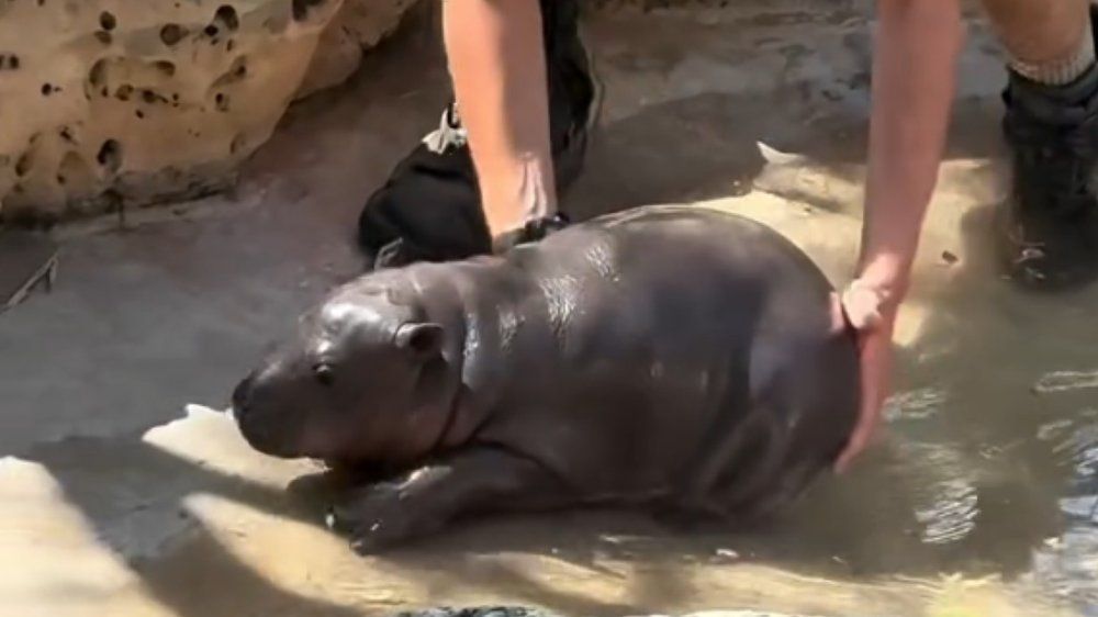 Video: Ist das süß! Kleines Hippo-Baby will einfach nicht aus dem Wasser