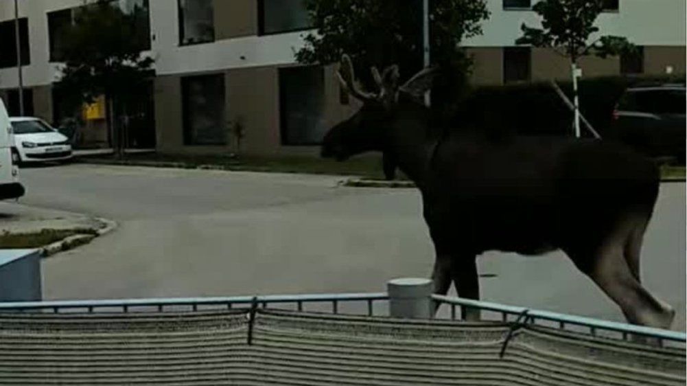 Video: Elch Emil in St. Pölten: Bahnstrecke lahmgelegt