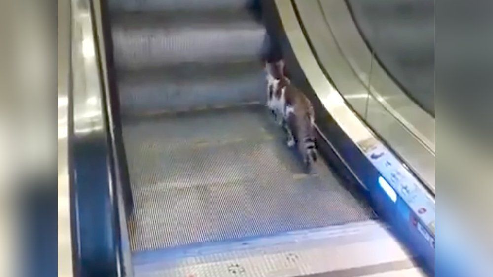 Video: Katze kämpft mit Rolltreppe und geht viral