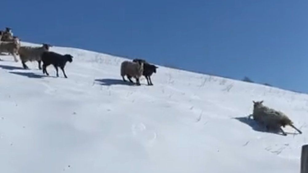Video: Schafherde schlittert verschneiten Hügel hinunter
