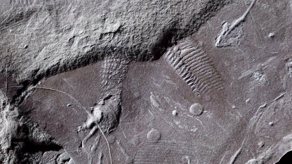 Video: Fast 300 Millionen Jahre: Älteste Spuren von Reptilienhaut entdeckt