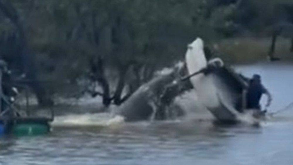 Video: Nilpferd kippt Boot um