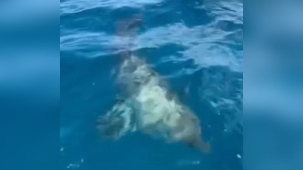 Video: Hai-kle Begegung: Meeresräuber kommt Surfern sehr nah