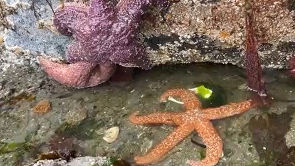 Video: Extremes Niedrigwasser legt Seesterne und Krebse an US-Küste frei