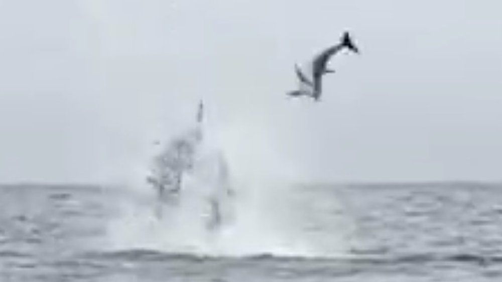 Video: Orcas schleudern Delfine meterhoch in die Luft