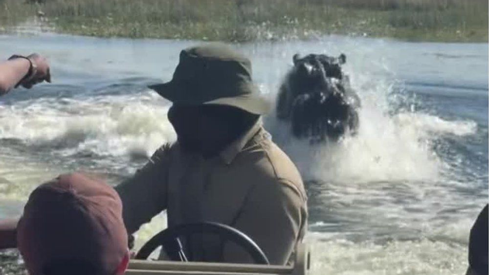 Video: Aggro-Nilpferd verfolgt Touristenboot