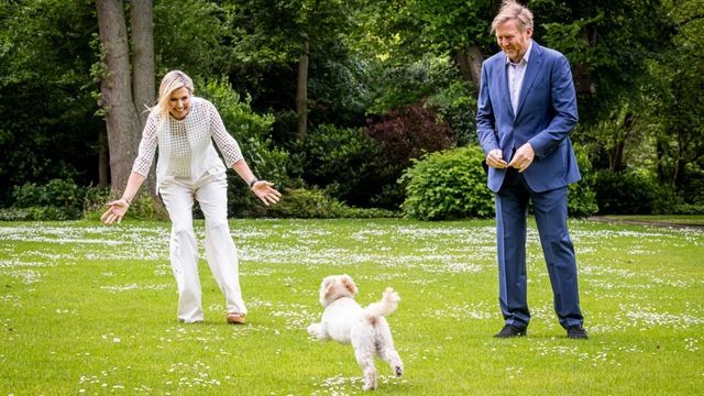 Video: Wie Máxima Pudel Mambo aus dem Elend rettete