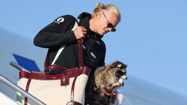 Haaland climbs out of plane with $750 raccoon