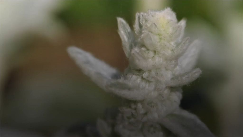 Temperatursturz: So schützt man Balkon & Garten