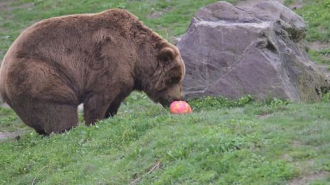 Tierisch aufregend: Bären auf Ostereisuche im Zoo Gelsenkirchen