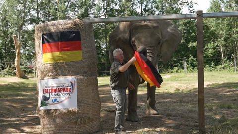 Bär und Elefant sagen Unentschieden voraus - Orakeltiere im EM-Fieber