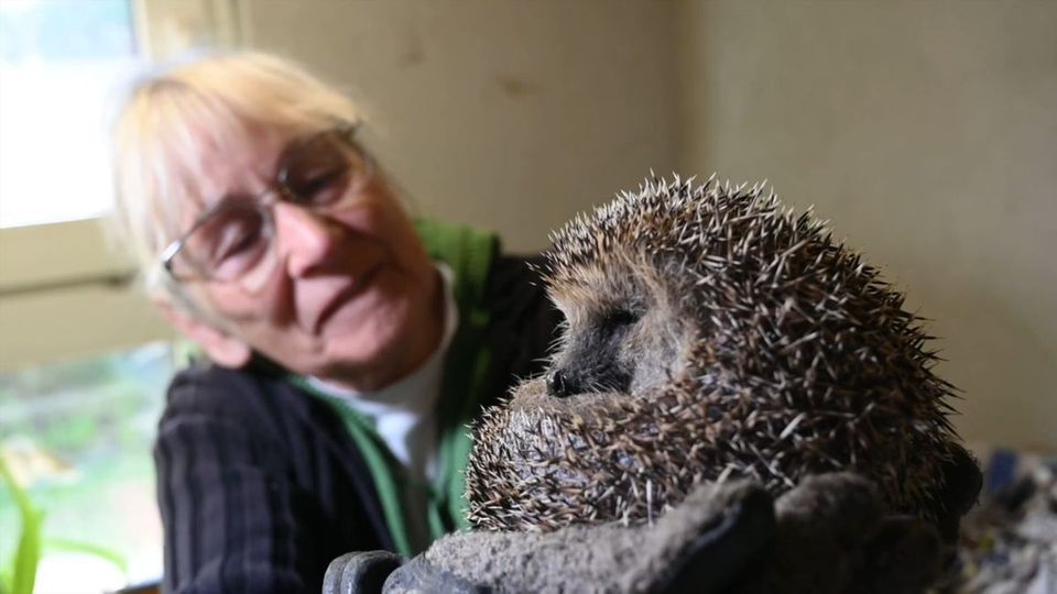 Wenn Igel Hilfe brauchen – 81-Jährige aus Zörbig rettet Wildtiere aus Leidenschaft