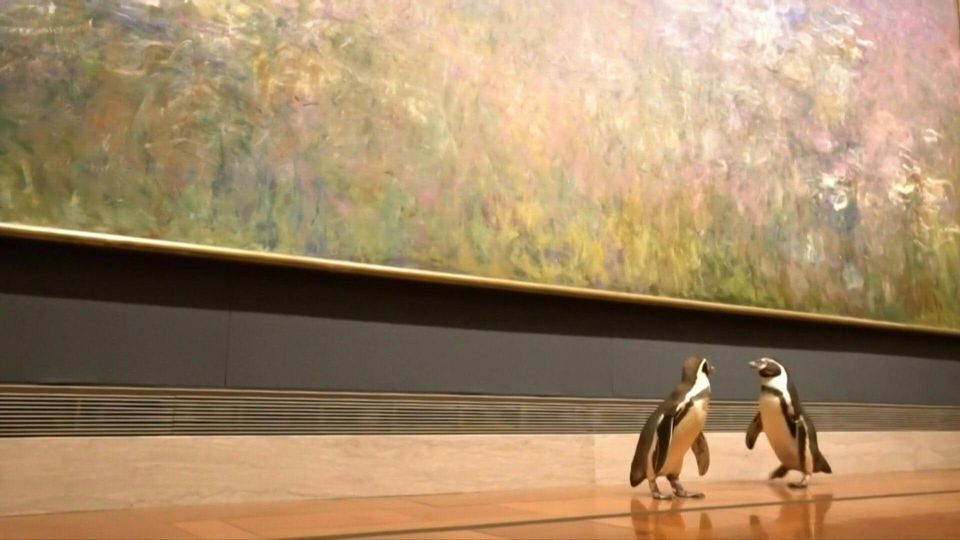 Pinguine bestaunen Kunst im Museum - danke, Corona!