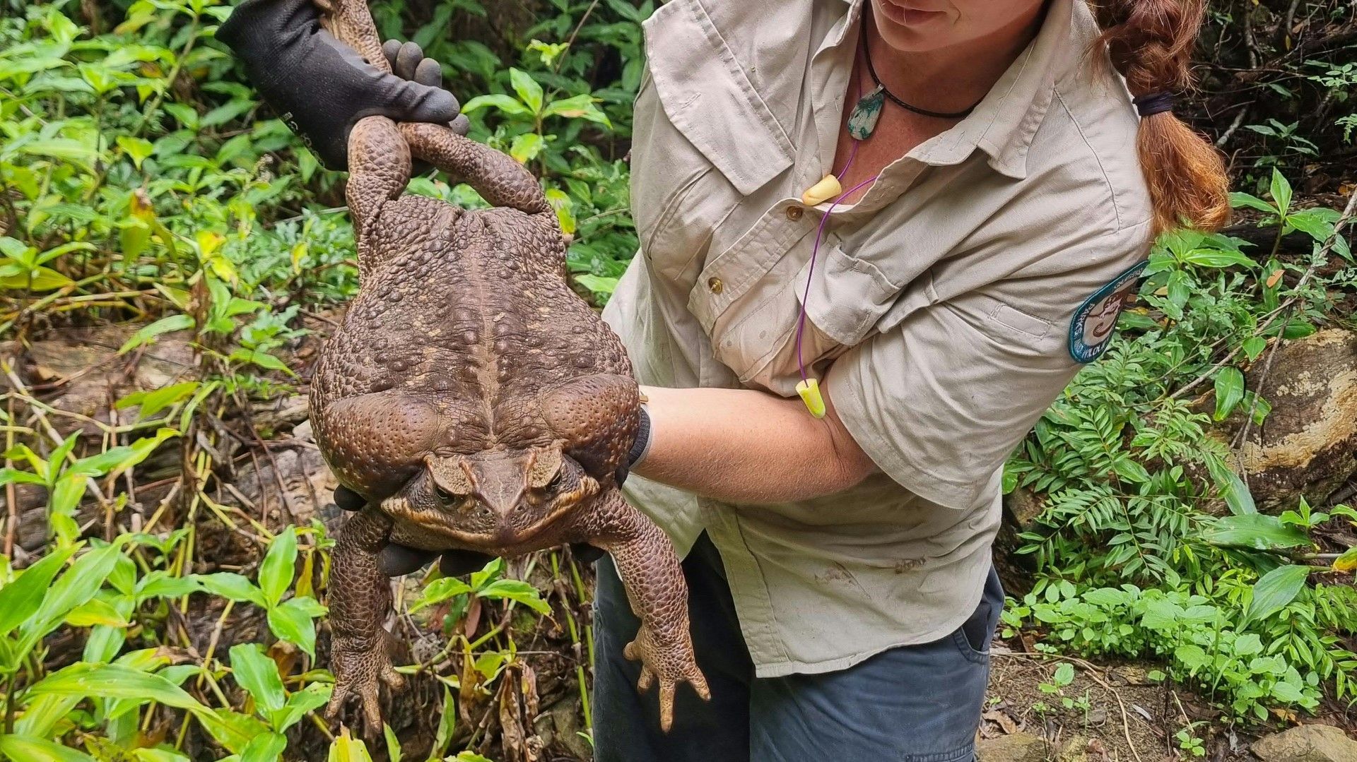 Giant poisonous toad found in Australia