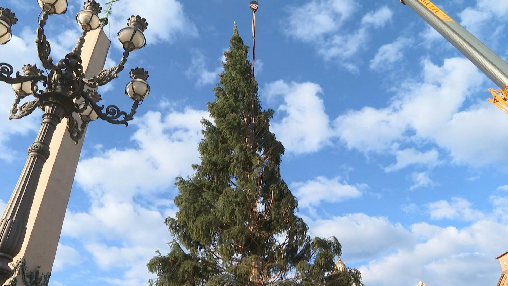 Vatican puts up Christmas tree in St. Peter's Square