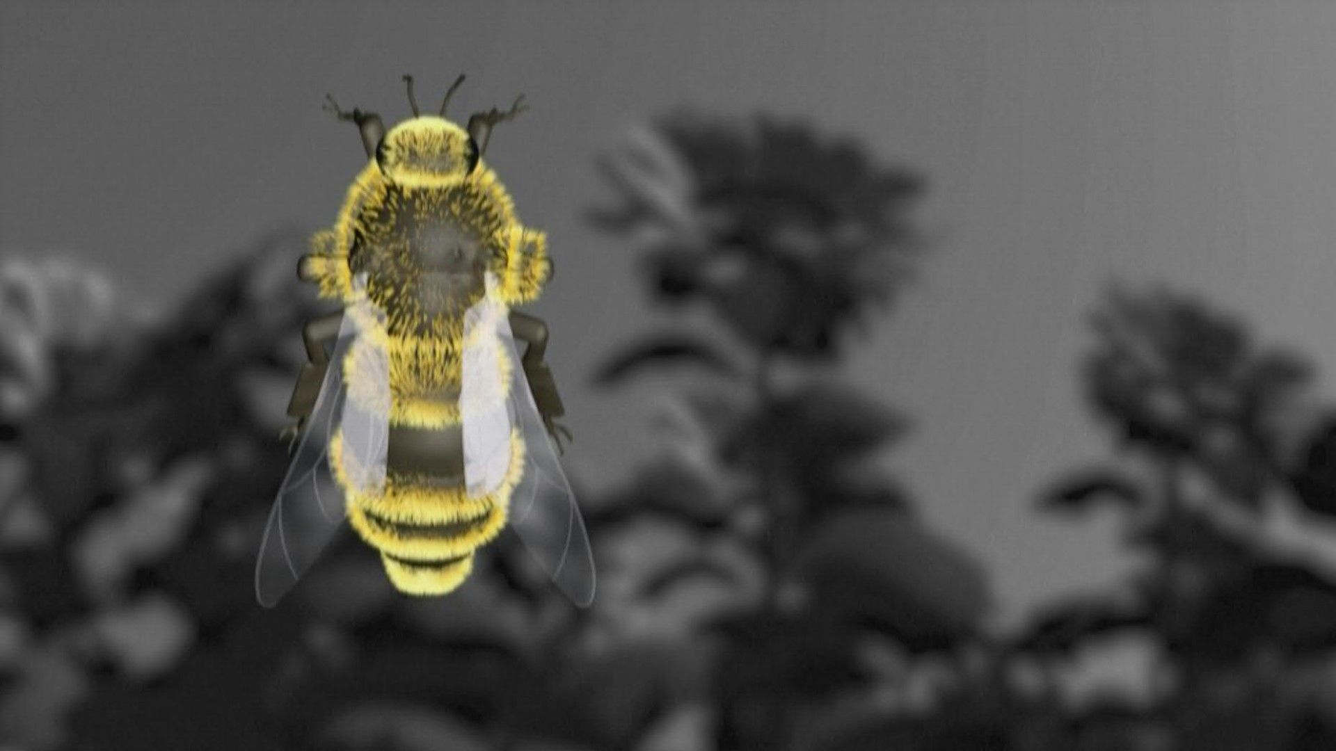 Videografik: Bienensterben bedroht ganze Ökosysteme