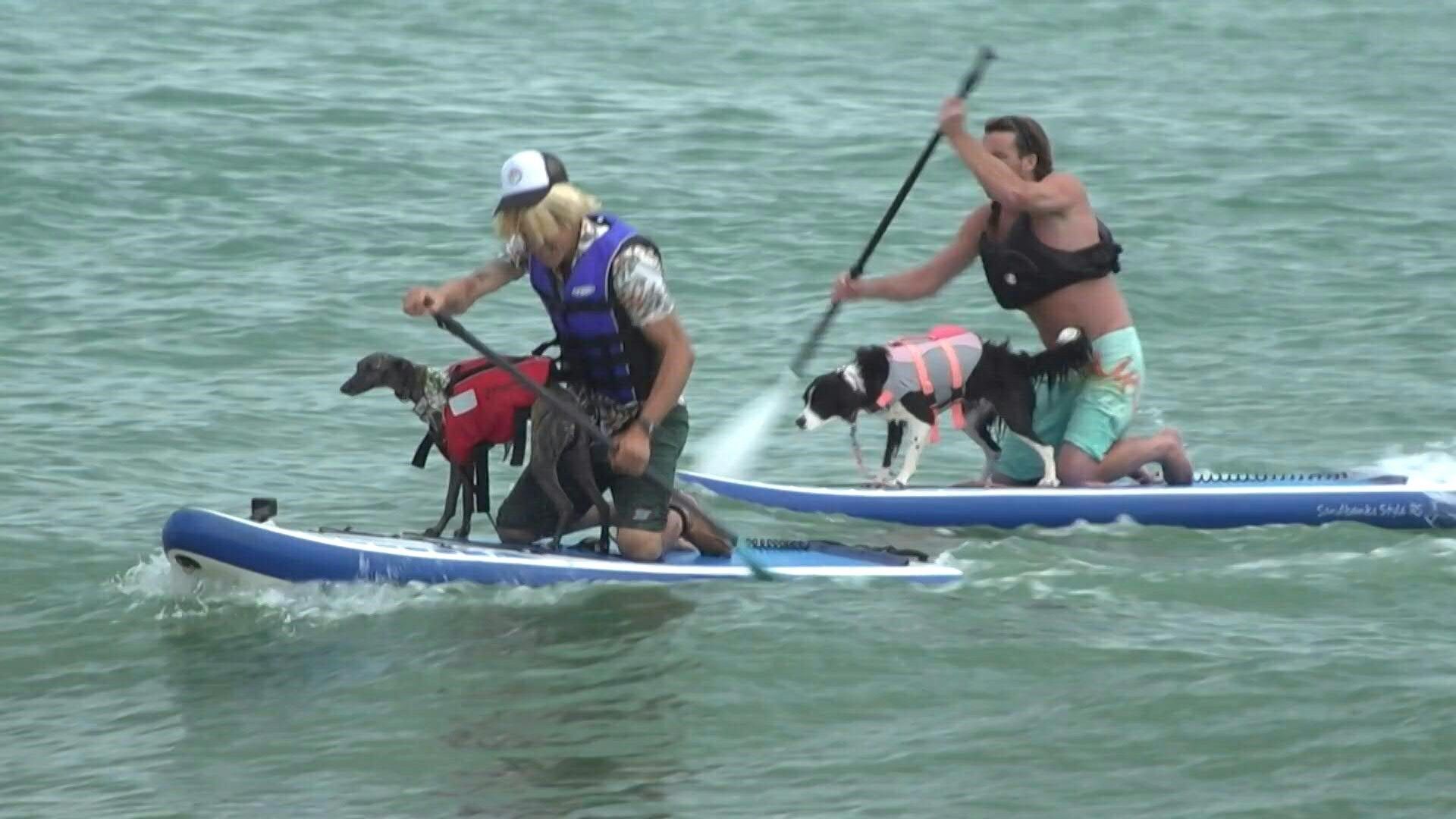 World Record Alert at Dog Surfing Championship in England
