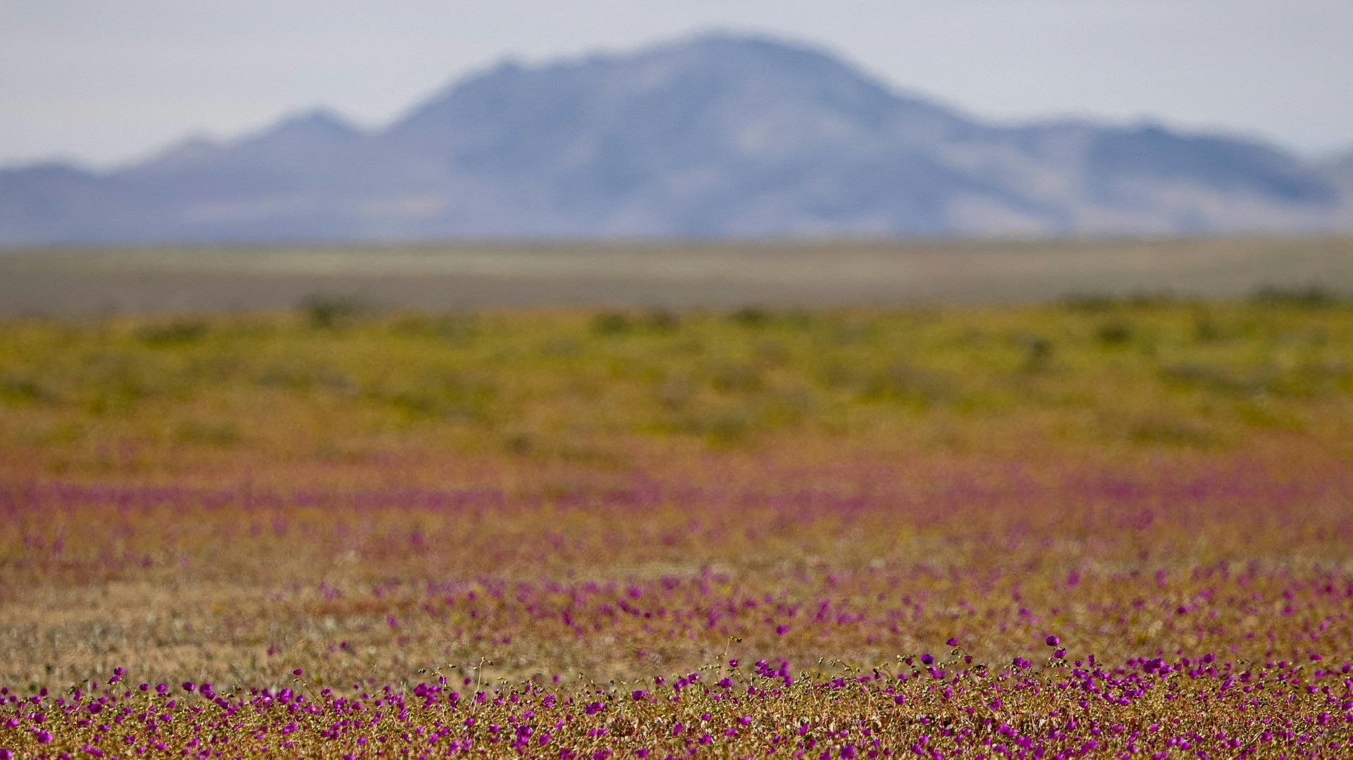 Blumenmeer: Atacama-Wüste erwacht zu Leben