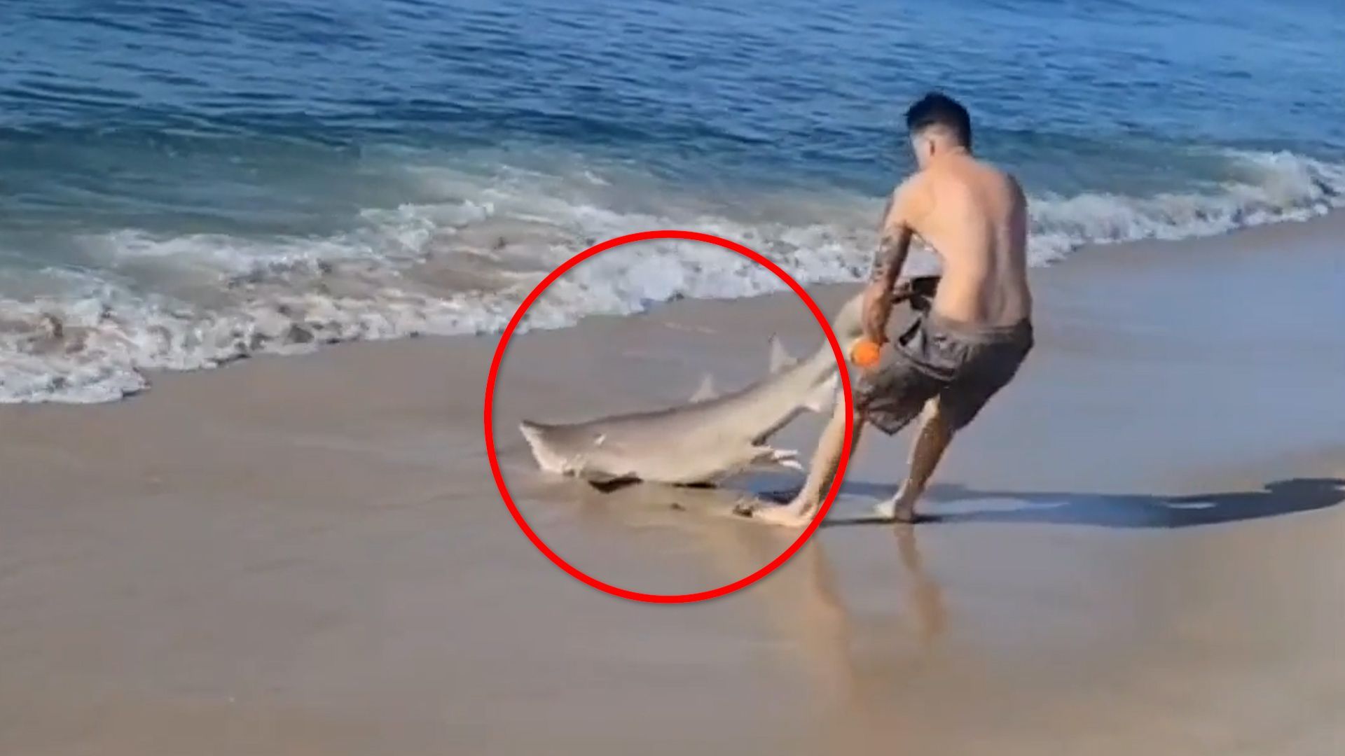 New York: Strandbesucher zieht Hai aus dem Meer