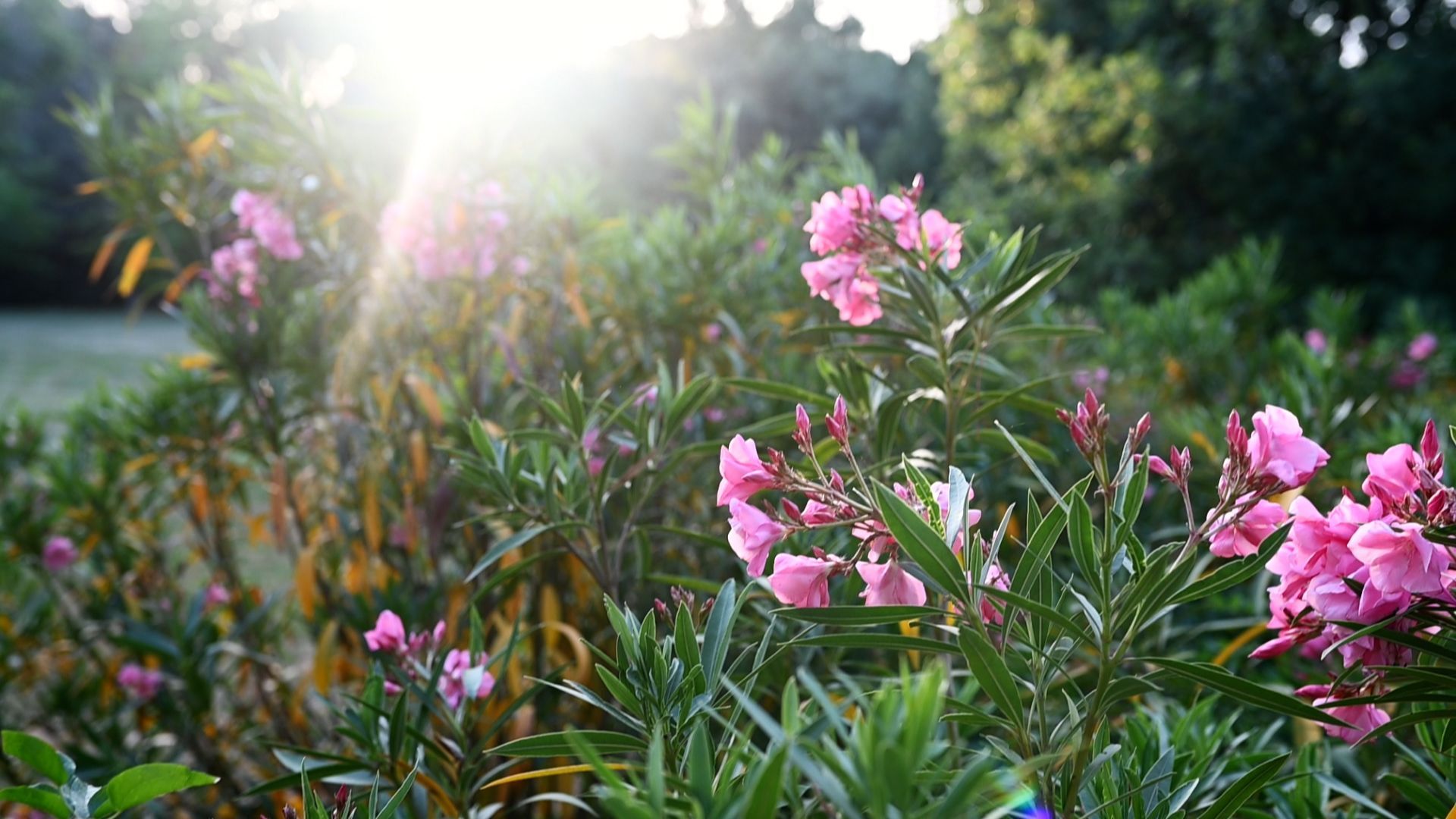 Fertilize Oleander with the Watering Trick - Watch it Bloom Beautifully