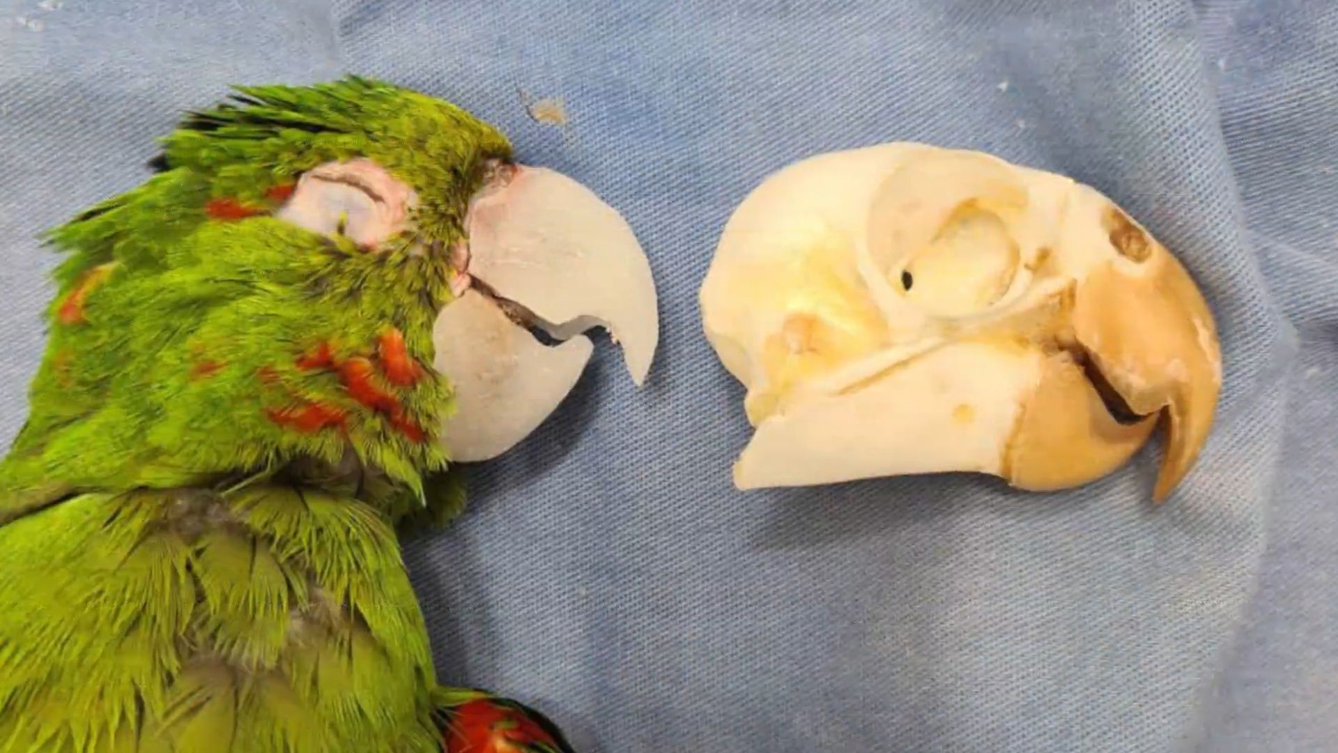 Poorly Parrot Gets New Beak Made