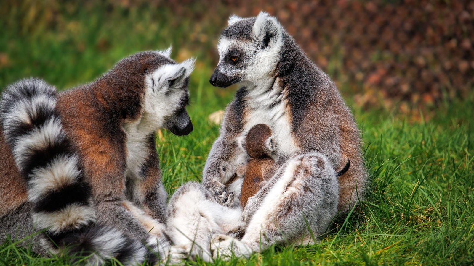 Nachwuchs bei den Kattas: Lemuren-Junges macht Hoffnung