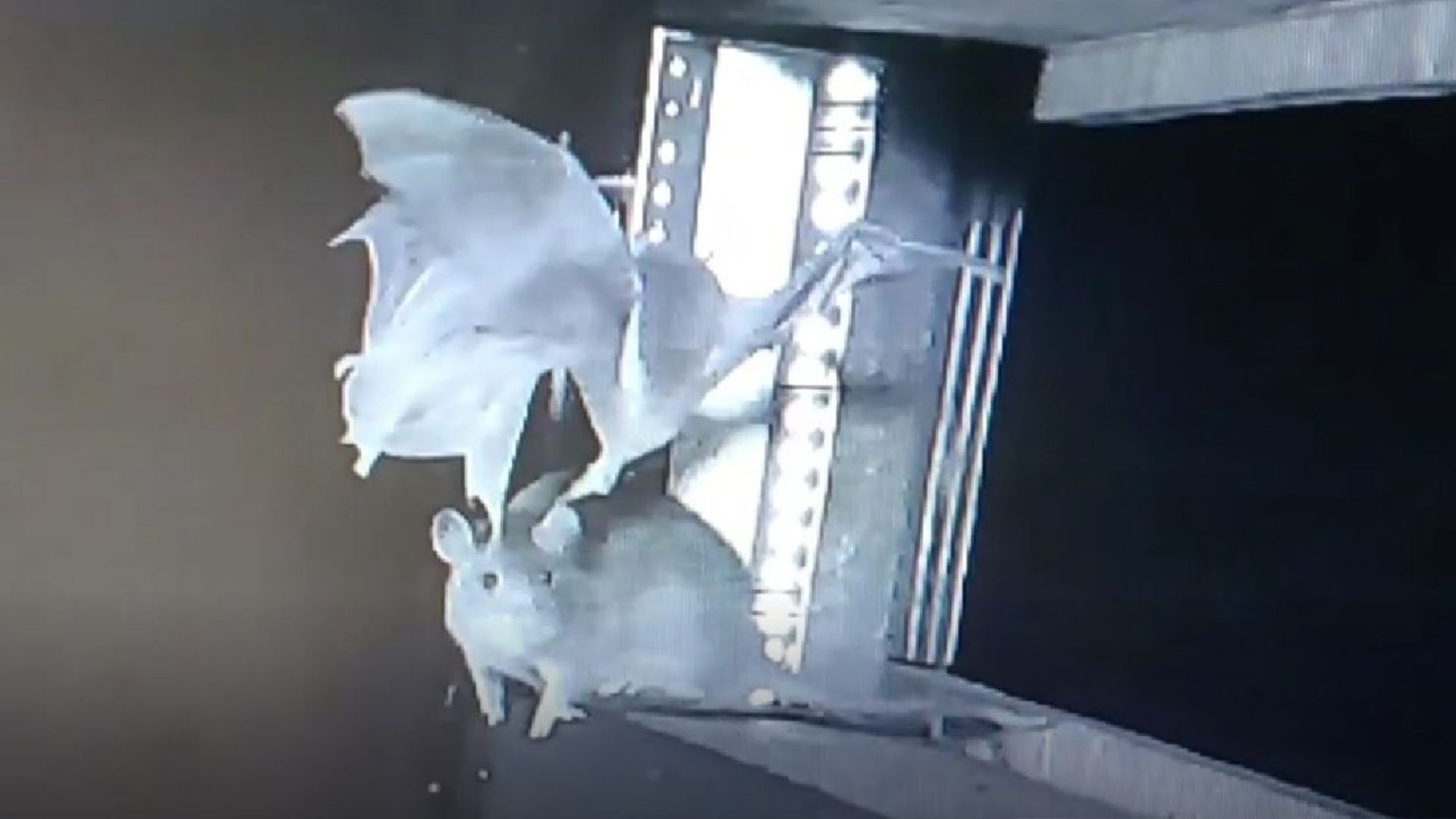 Pandemic threat? Scientists film rats eating bats