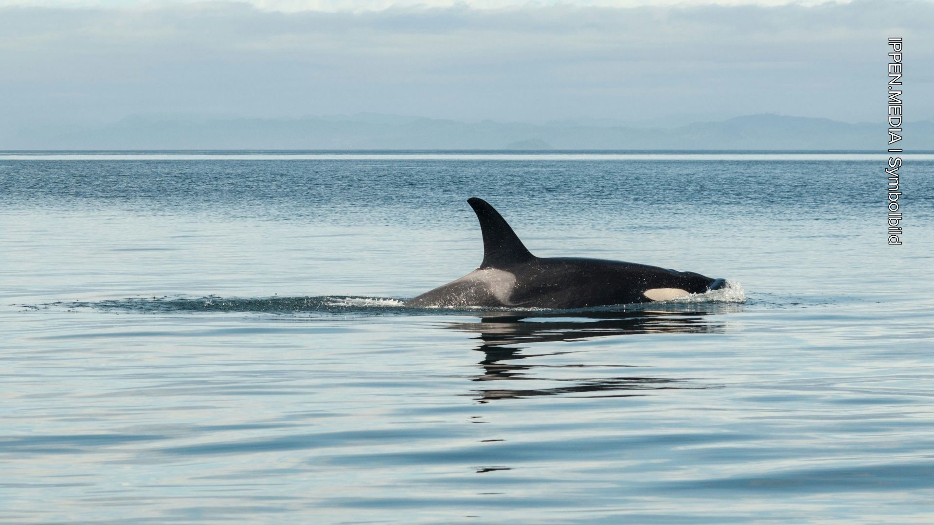 Dramatische Rettung: Orcas beschädigen Yacht in der Straße von Gibraltar