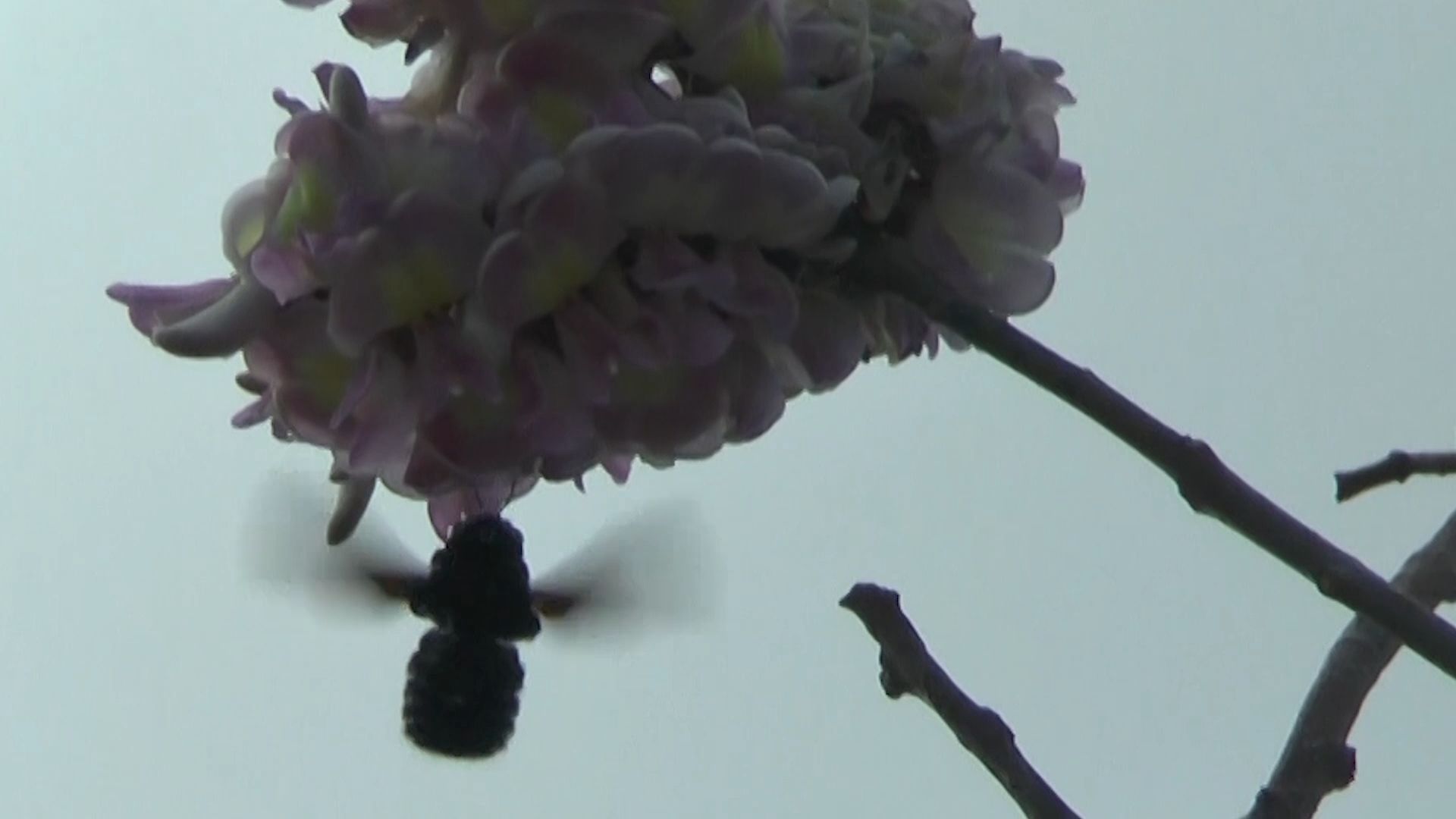 Die großen Brummer: Mehr Holzbienen in der Luft