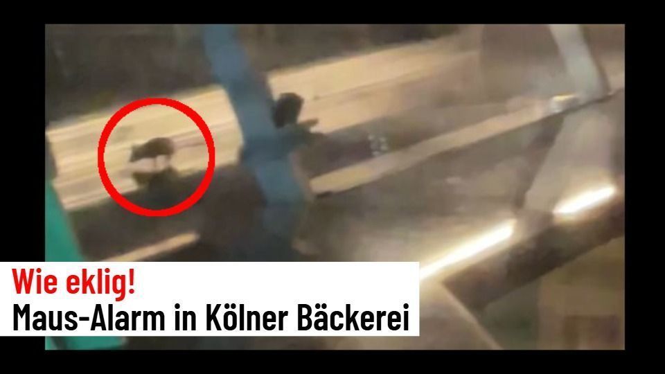 Video: Maus-Alarm in Kölner Bäckerei