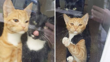 Kittens are very excited to see their owner arrives home