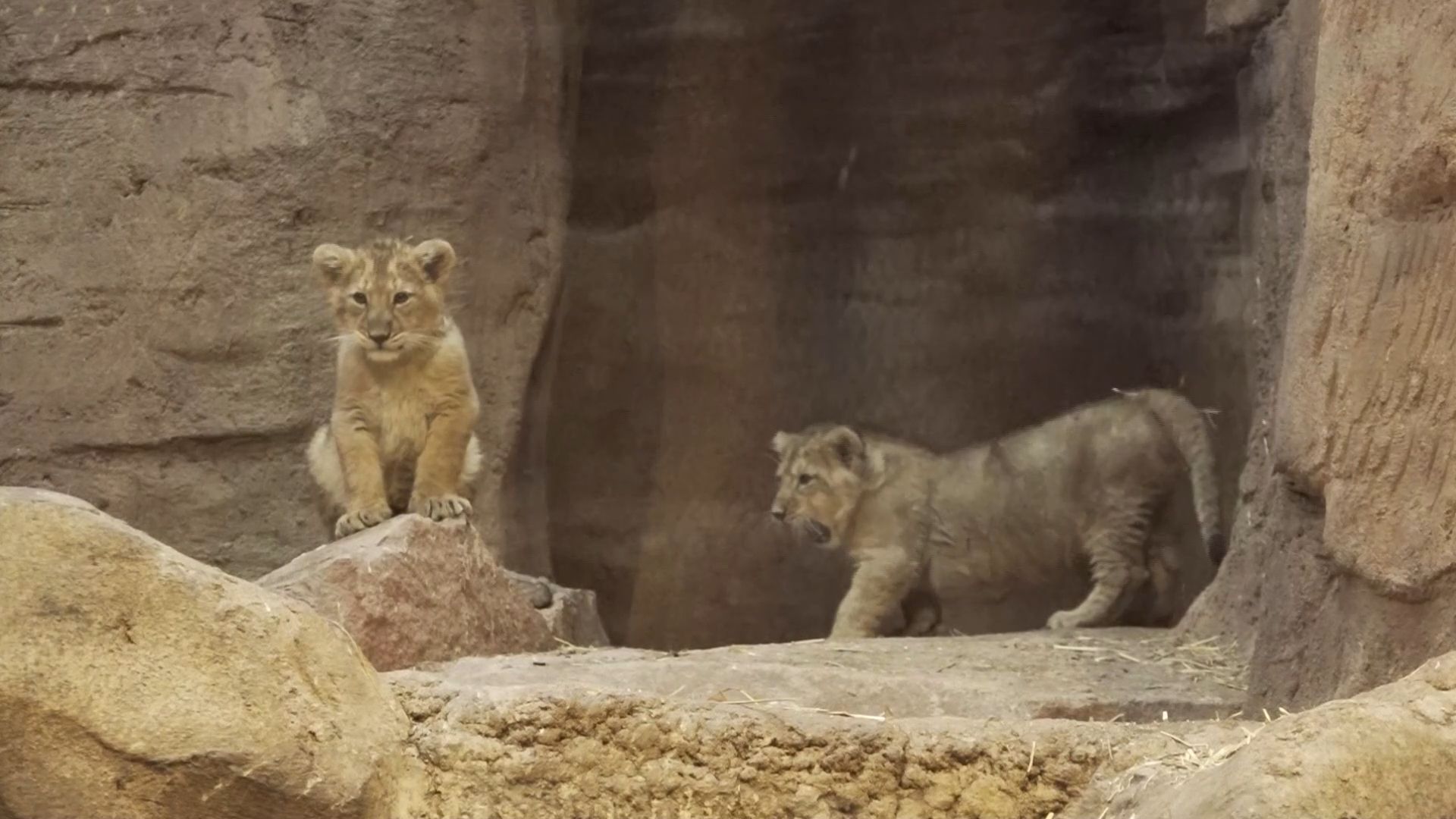 Nürnberger Tiergarten: Löwenbabys spielen miteinander - Raubtierhaus wieder geöffnet