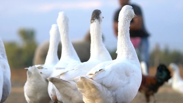 Video: Warum die Weihnachtsgans dieses Jahr teurer ist