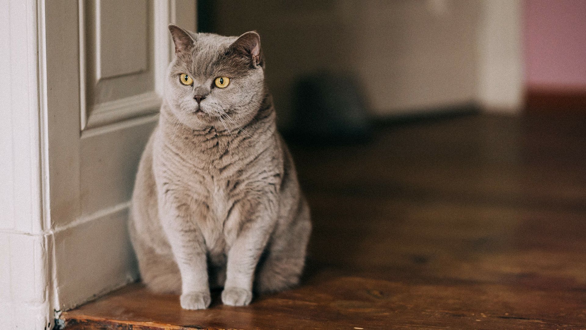 Cat too fat: How to recognize and fight obesity