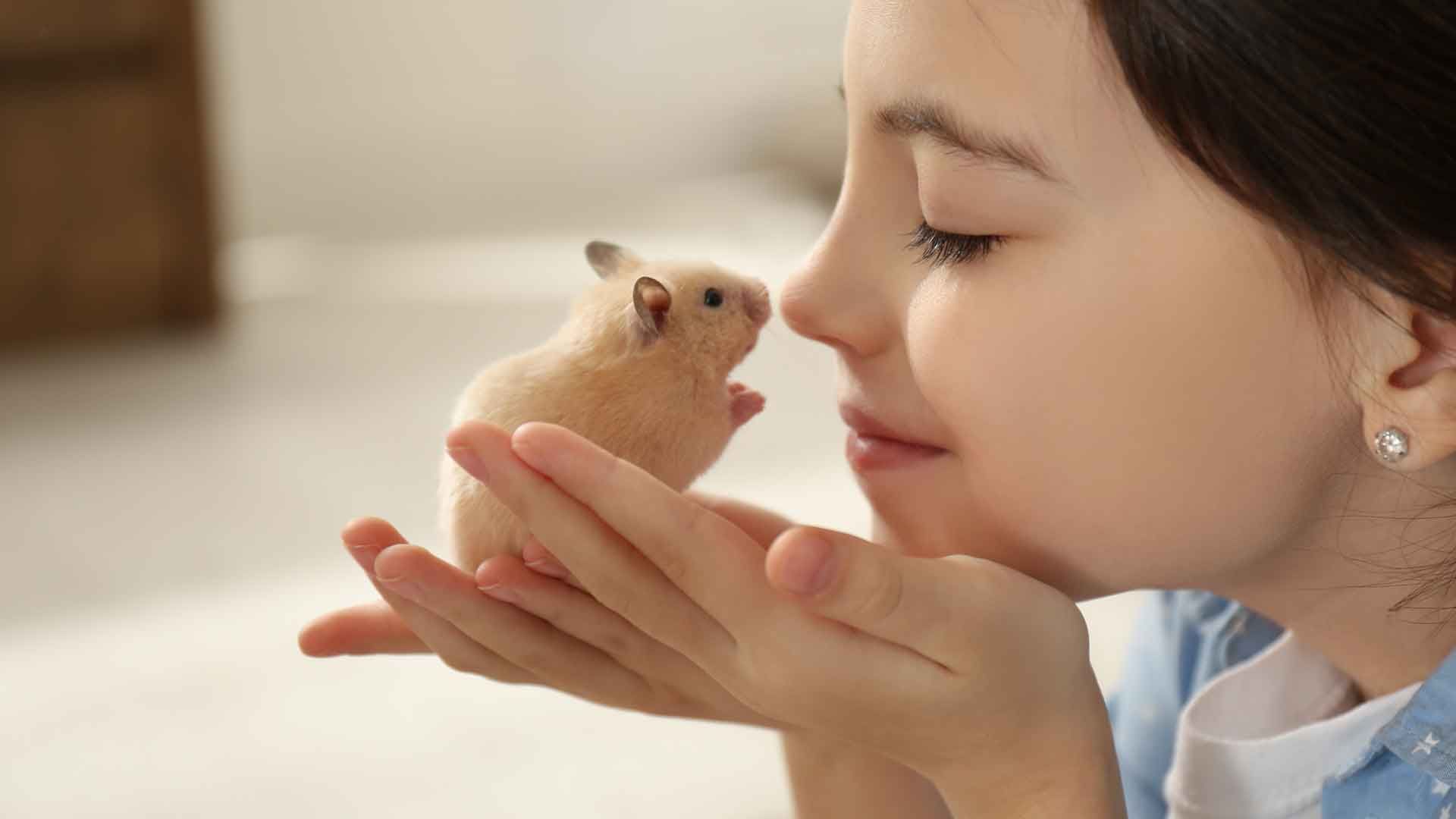 Wieso du deinem Kind keinen Hamster schenken solltest