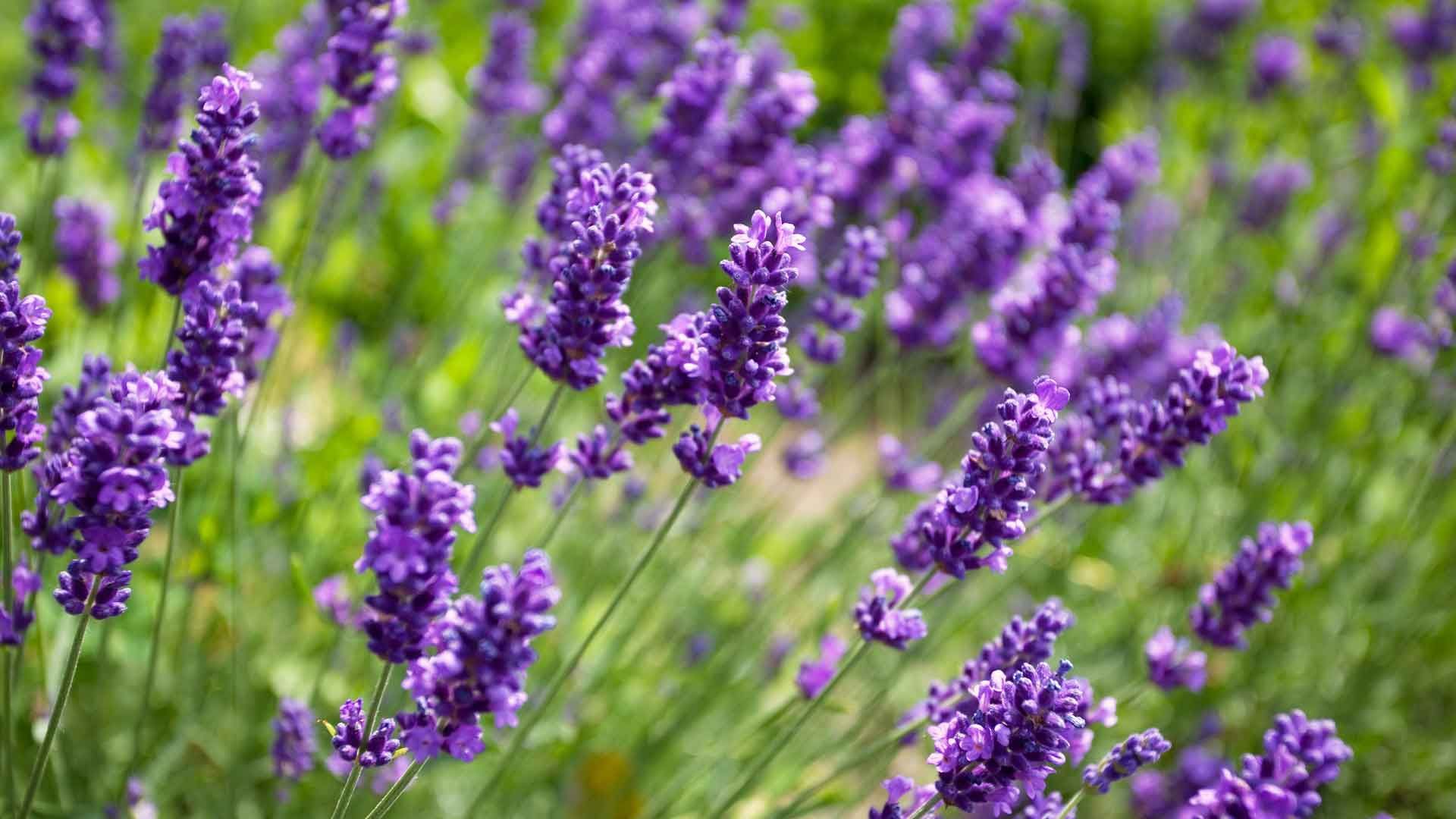 So einfach kannst du Lavendel vermehren