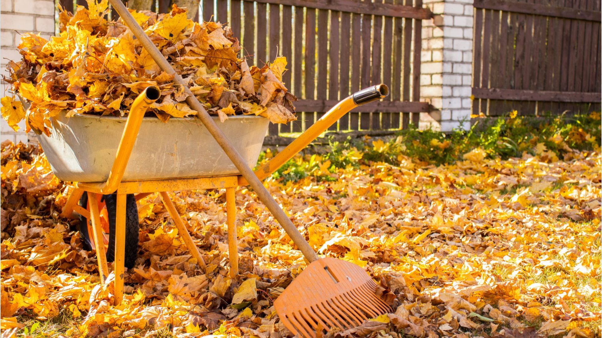 Nachbarbaum wirft Unmengen Laub in Ihren Garten: Wer muss es entfernen?