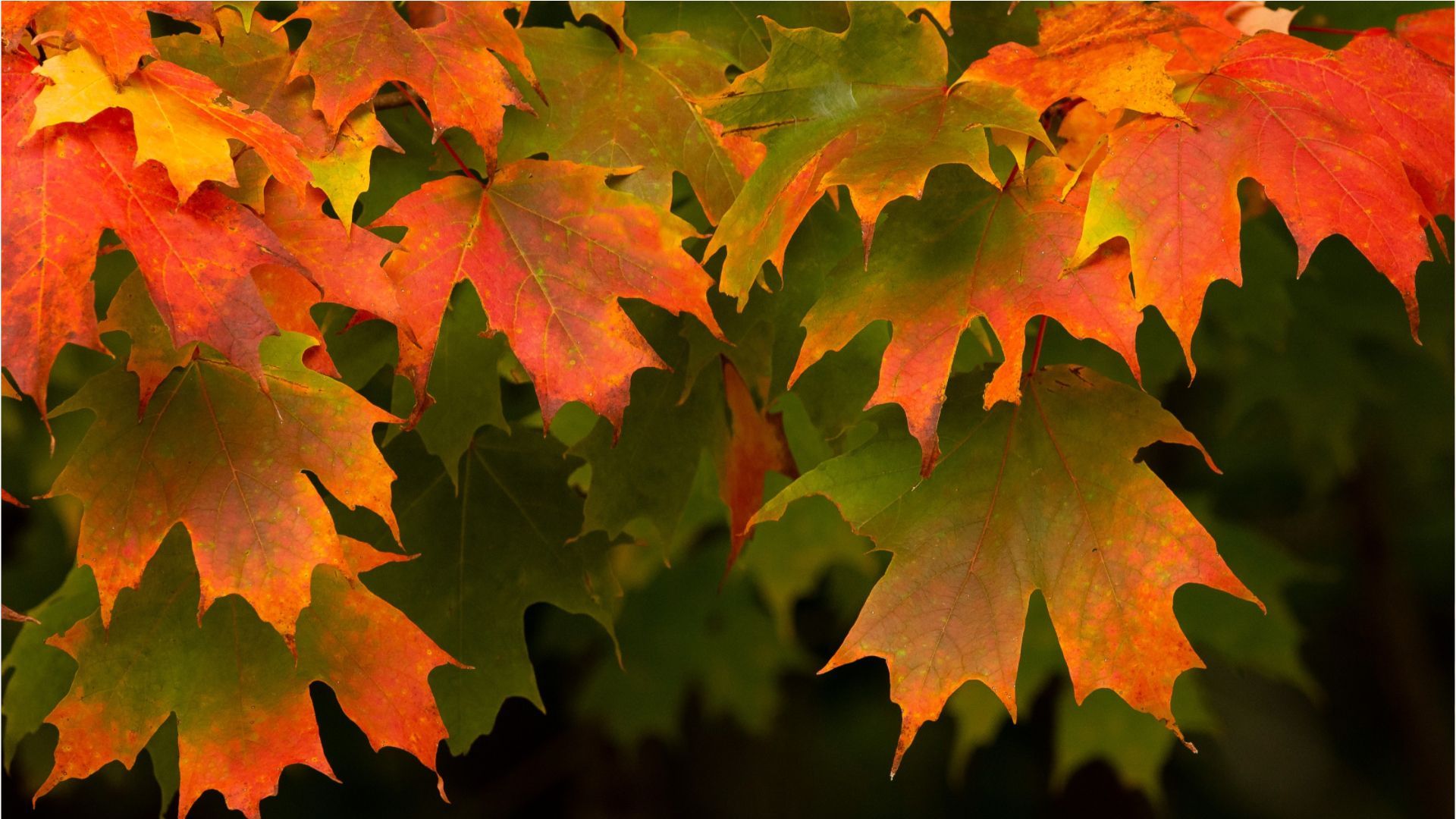Bunte Blätter: Darum ist der Herbst so farbenfroh