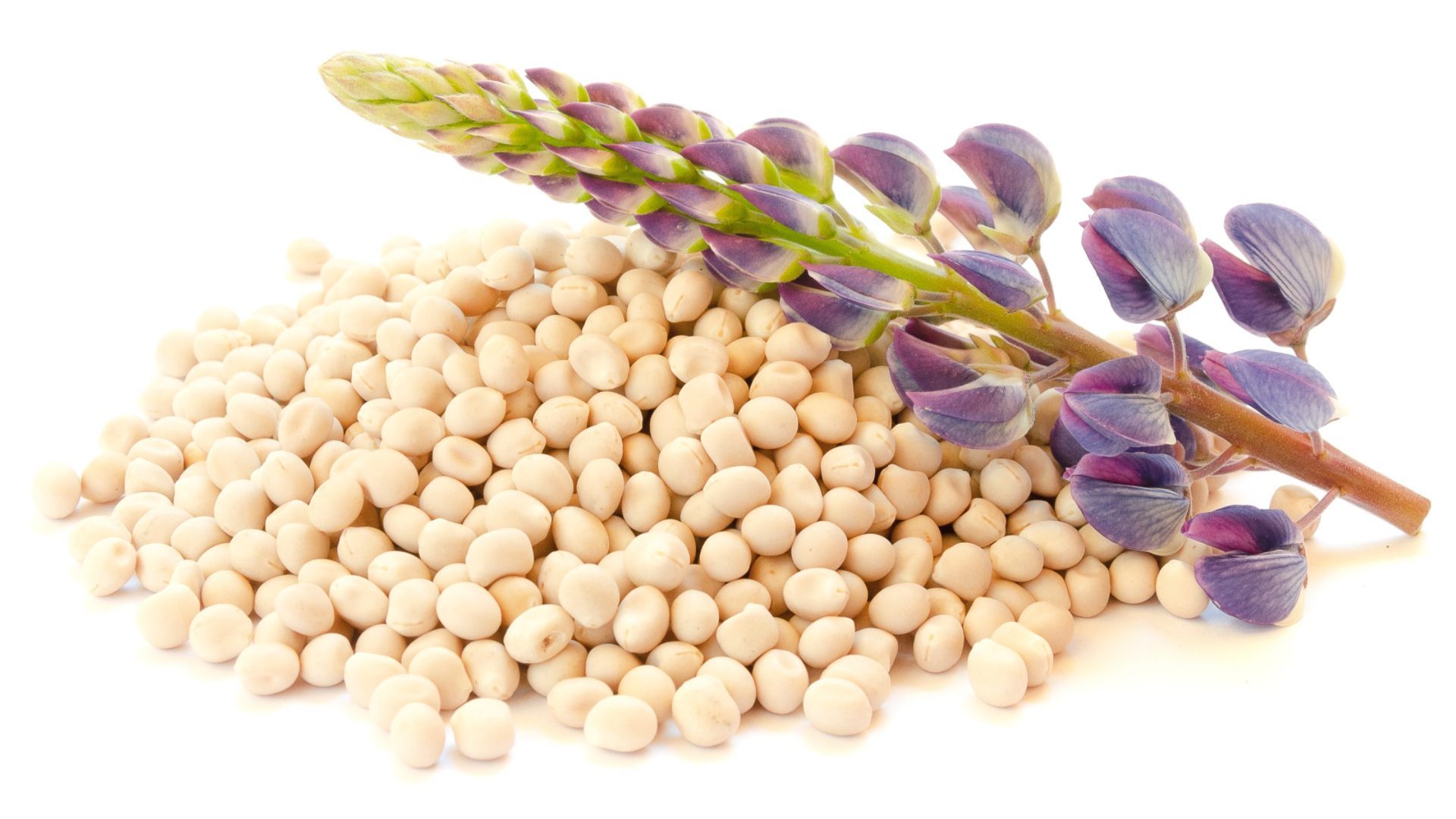 Süßlupinen: Erdnuss-Allergiker sollten vorsichtig sein