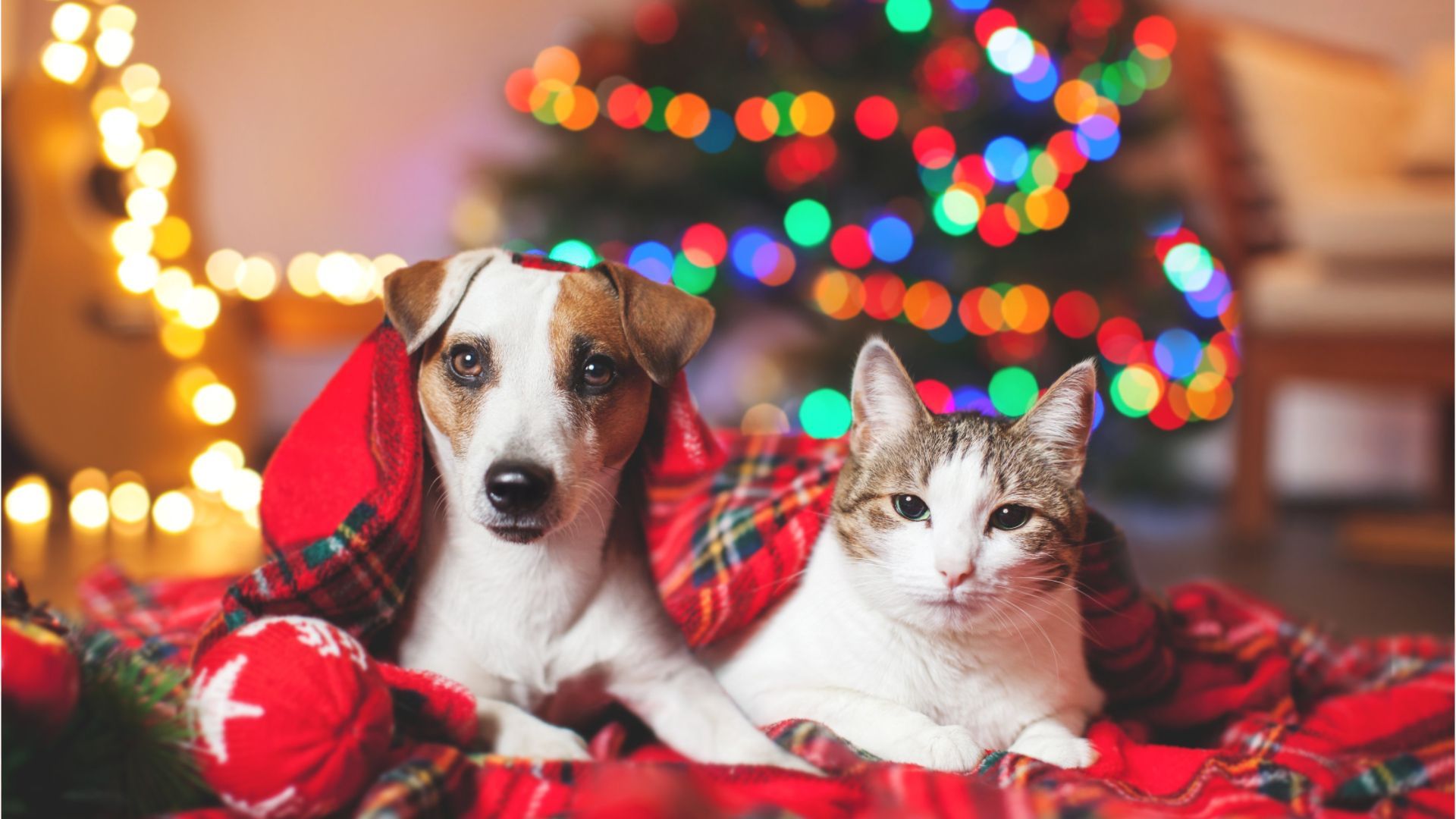 7 Tipps: So wird auch für Hunde und Katzen Weihnachten sicher