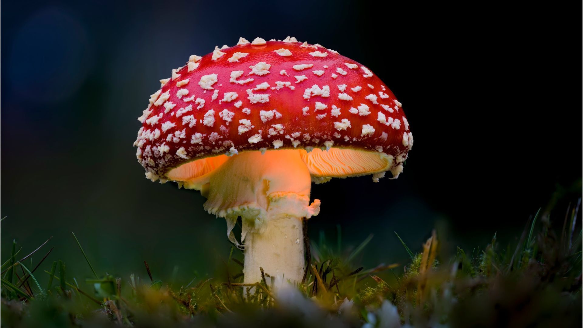 Halluzinationen und Koma drohen: Gummibonbons mit Fliegenpilzgift offiziell zurückgerufen