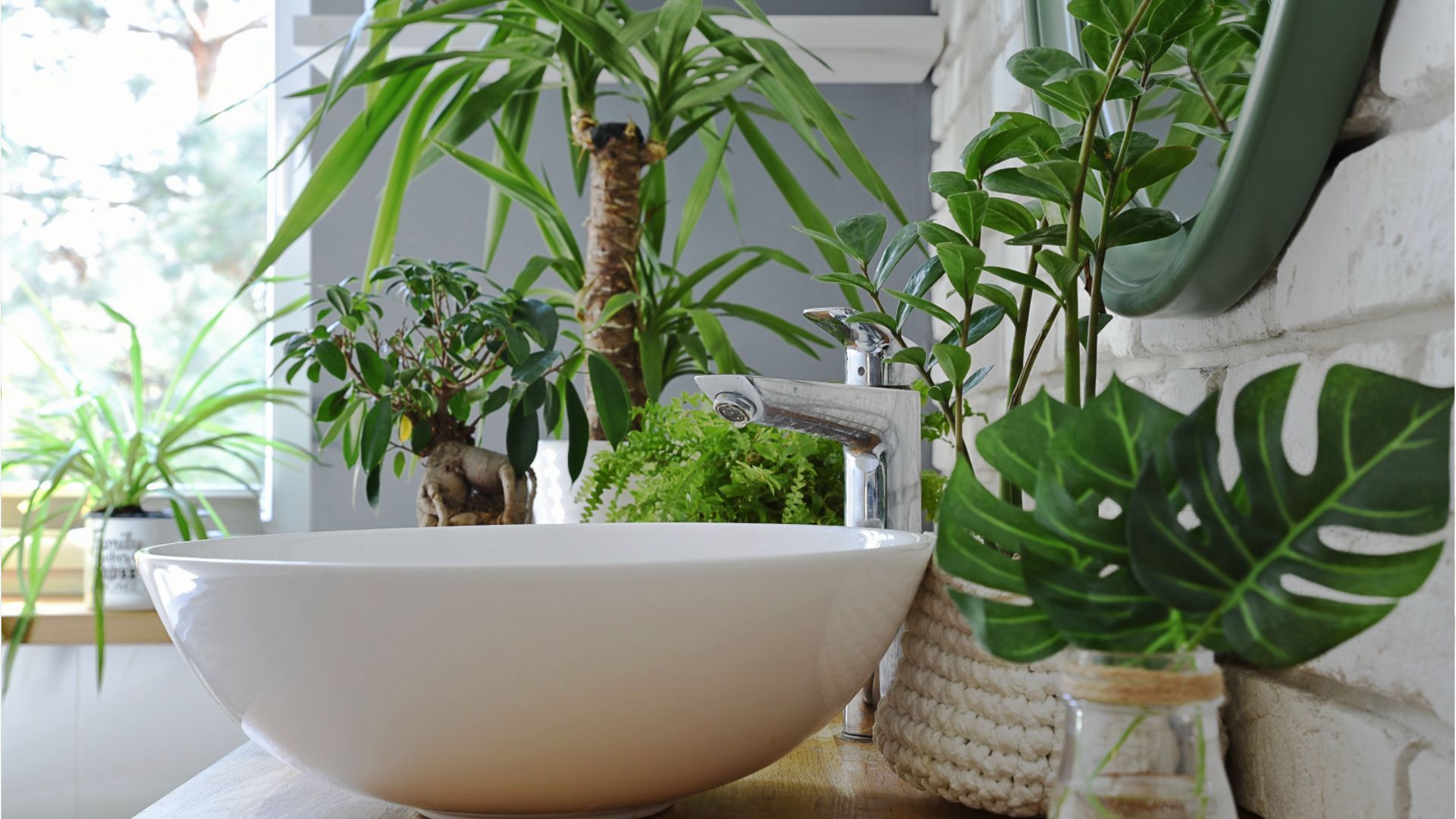 Video: Mögen es feucht: Diese Pflanzen passen ins Badezimmer