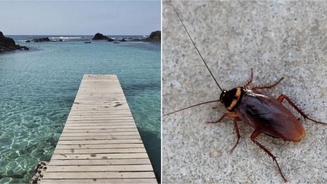 Alarm auf Urlaubsinseln: Riesen-Kakerlaken sind „nicht mehr aufzuhalten“